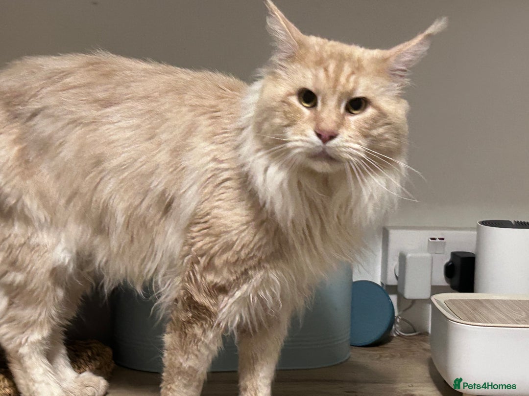 Maine Coon cats for sale: Beautiful female full Maine coon kittens  - Image 16