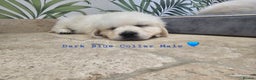 Golden Retriever dogs for sale: Extensively Health Tested English Cream Puppies - Advert 5