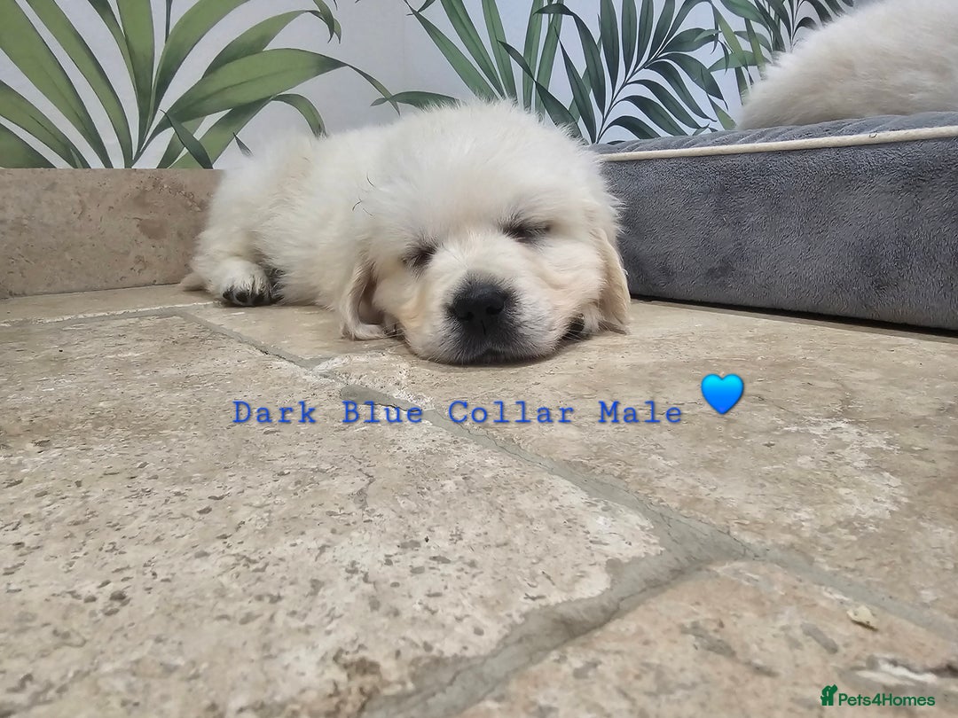 Golden Retriever dogs for sale: Extensively Health Tested English Cream Puppies - Advert 5