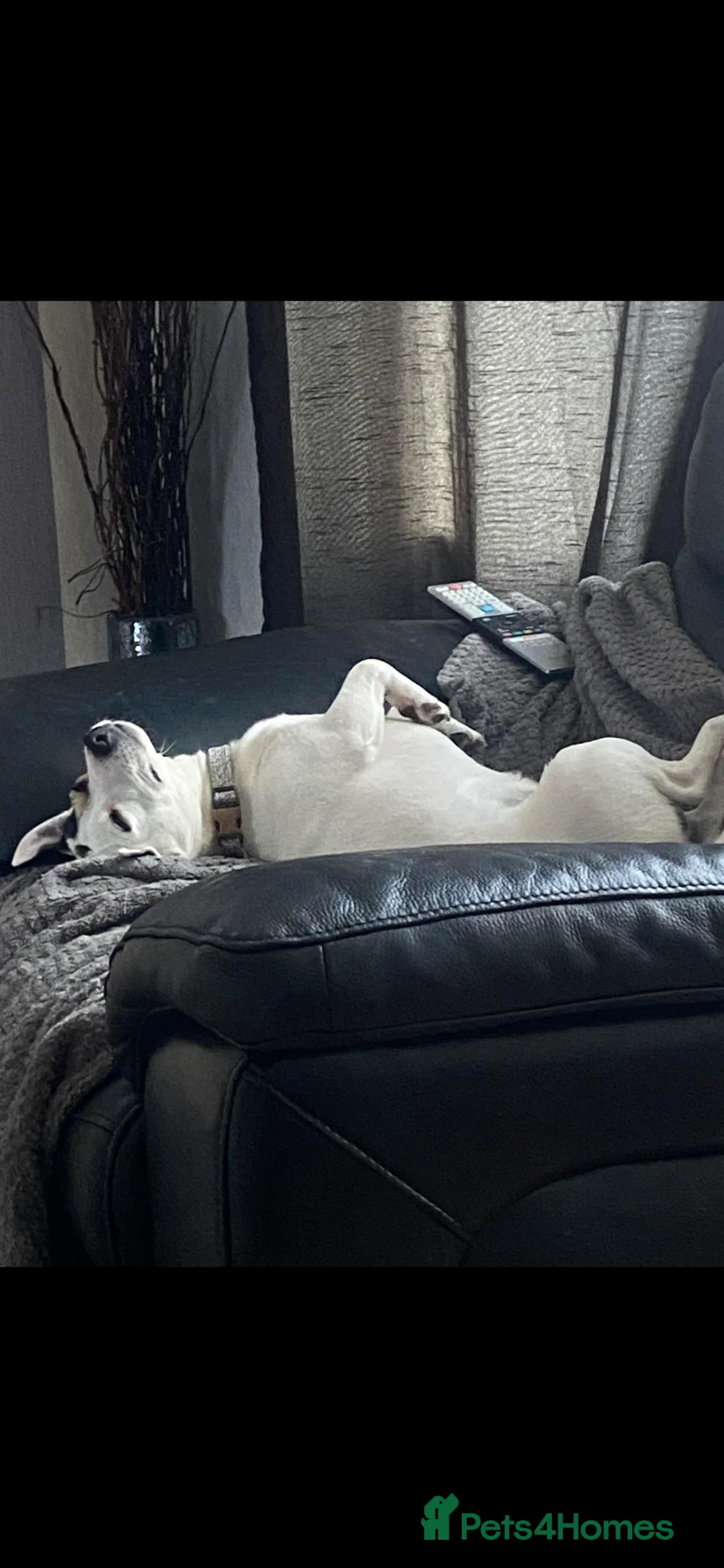 Jack Russell dogs for stud: Proven stud in Accrington - Advert 4