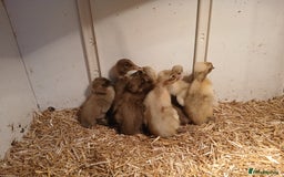 Ducks poultry for sale: Female ducklings - Image 2