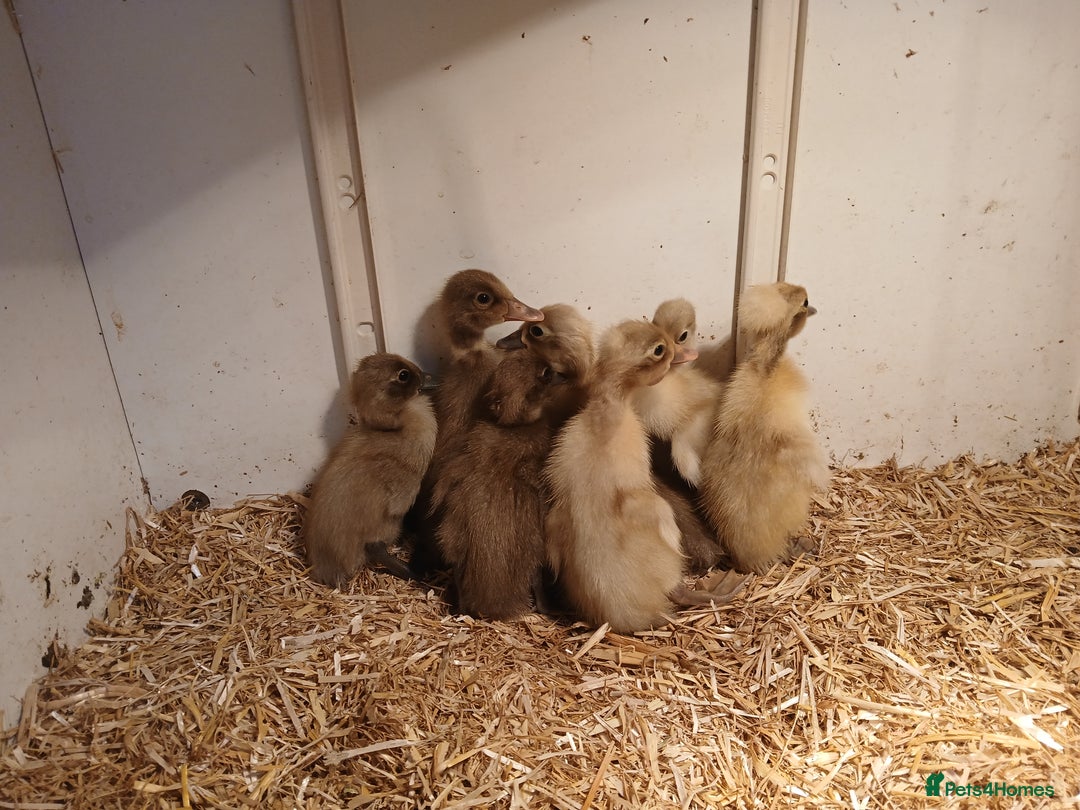 Ducks poultry for sale: Female ducklings - Image 2
