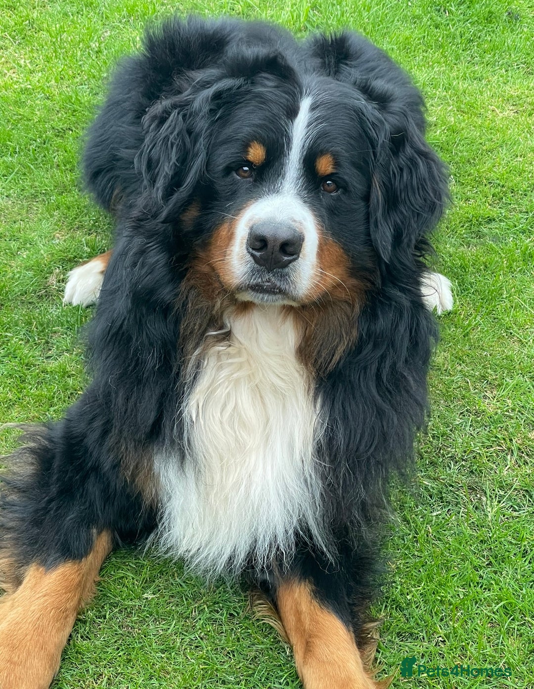 Bernese Mountain Dog dogs for stud: 🔥 CRUZ💥 TOP QUALITY BERNESE MOUNTAIN DOG STUD in Whitehaven - Image 26