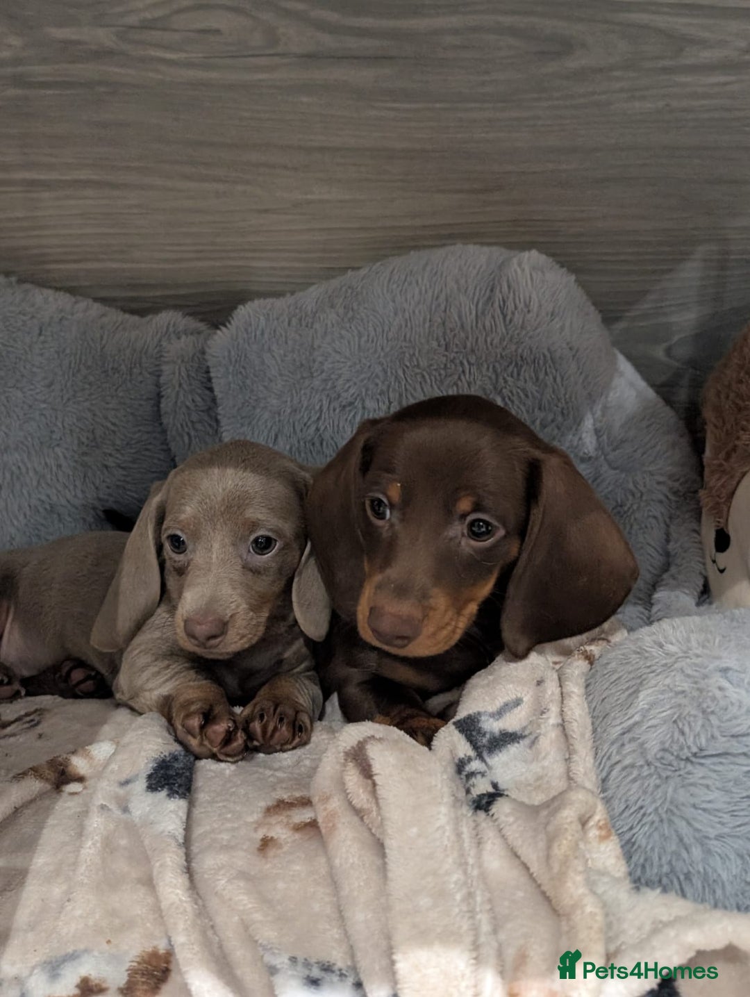 Miniature Dachshund dogs for sale: Adorable little of miniature daschunds  - Advert 21