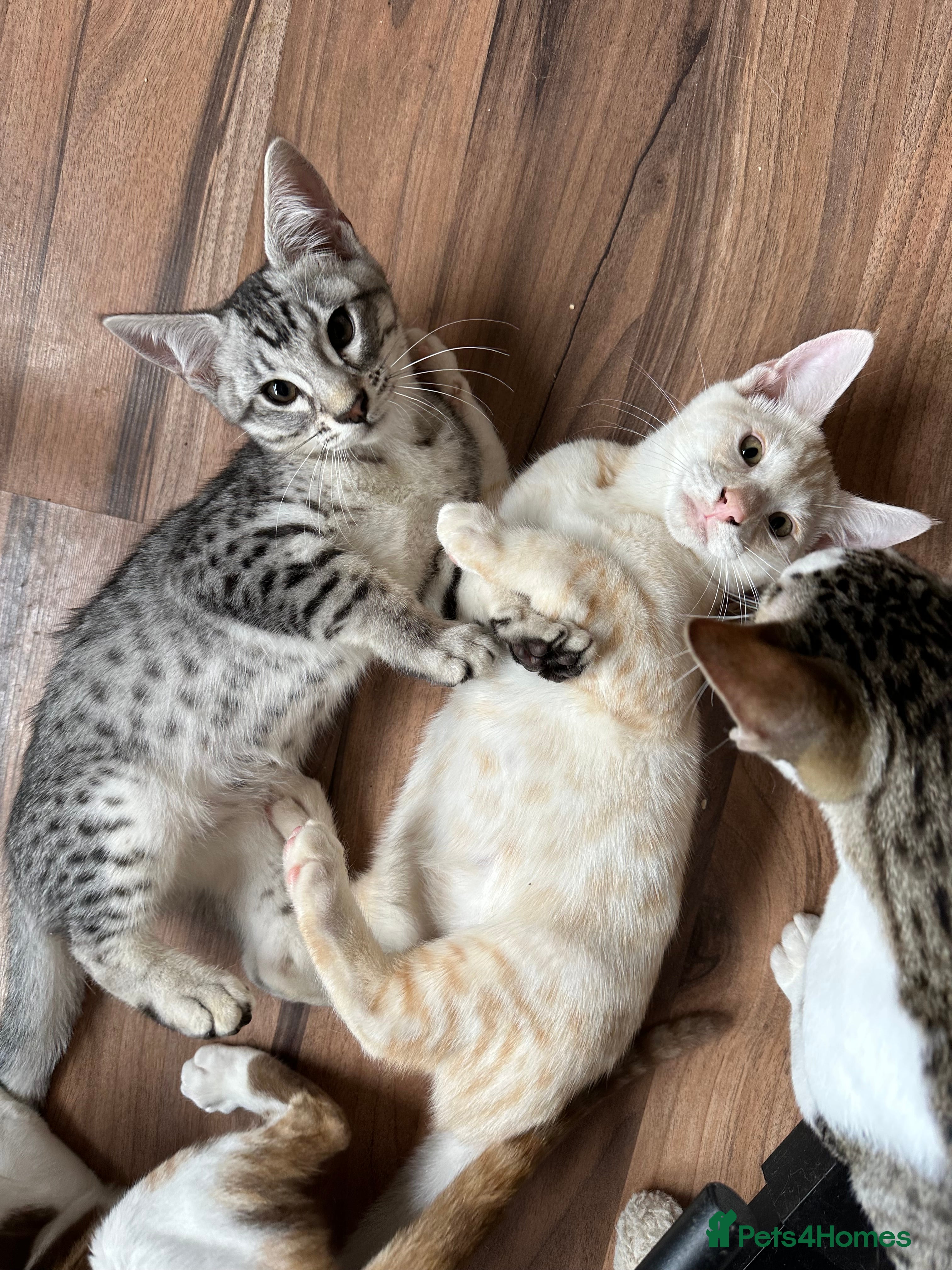 Mixed Breed cats for sale: Amazing Crossed Bengals Available  - Advert 14