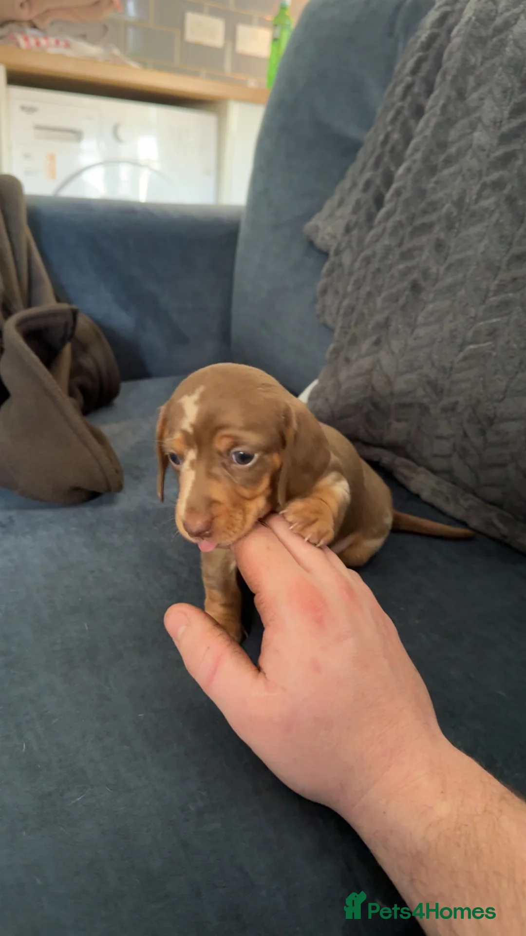 Miniature Dachshund dogs for sale: Miniature dachshund puppies!  - Advert 6