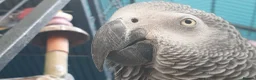 Parrots birds for sale: African grey  in Cannock - Advert 1
