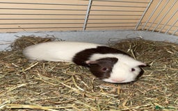 Guinea Pig rodents for sale: Two males  - Image 1