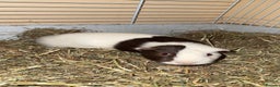Guinea Pig rodents for sale: Two males  - Advert 1
