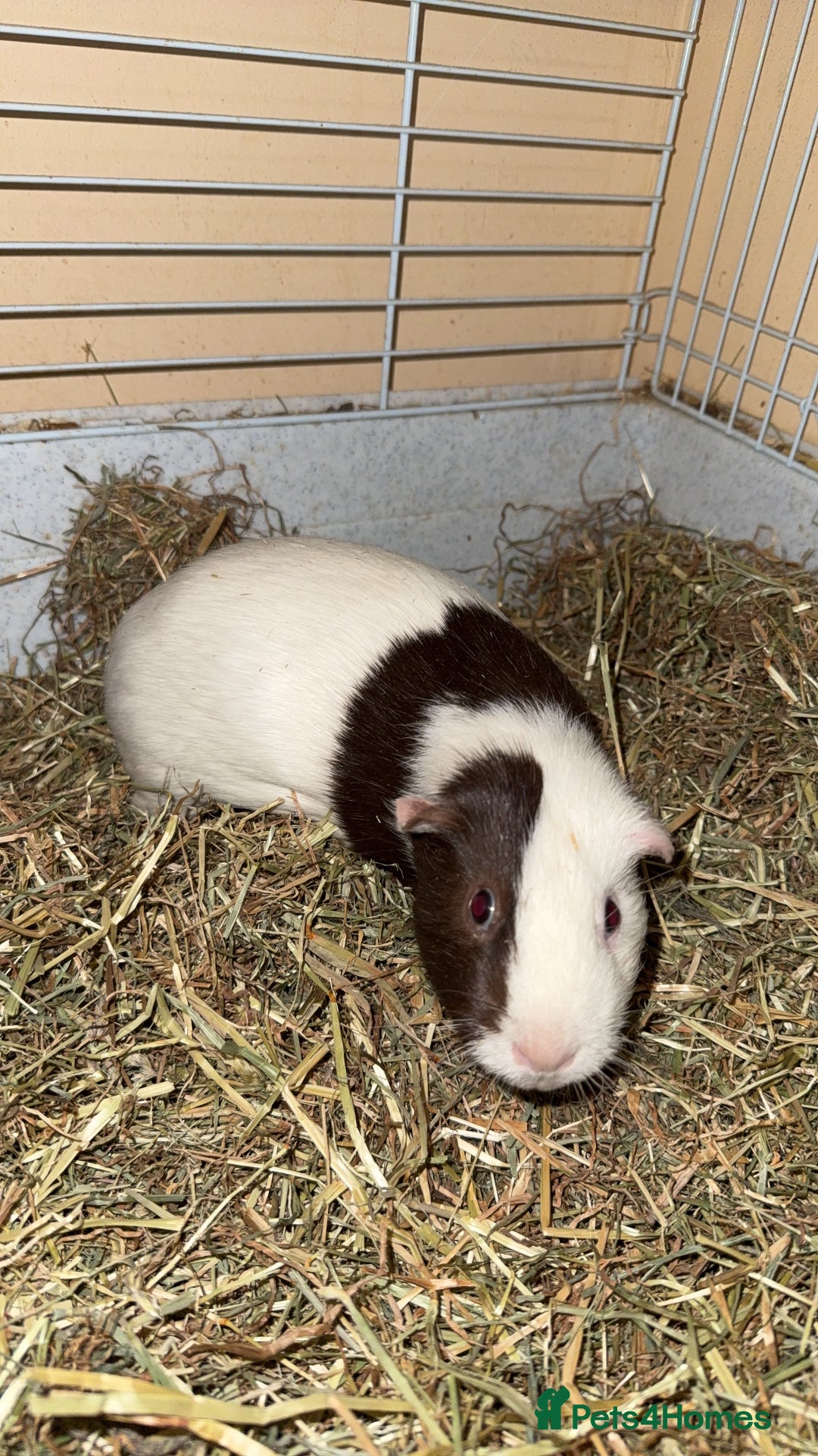 Guinea Pig rodents for sale: Two males  - Image 1