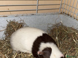 Guinea Pig rodents - Advert 1