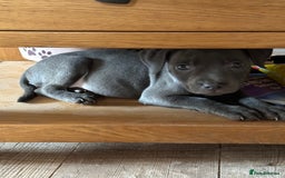 Staffordshire Bull Terrier dogs for stud: STUD.....Blue Siras in Stroud - Image 9