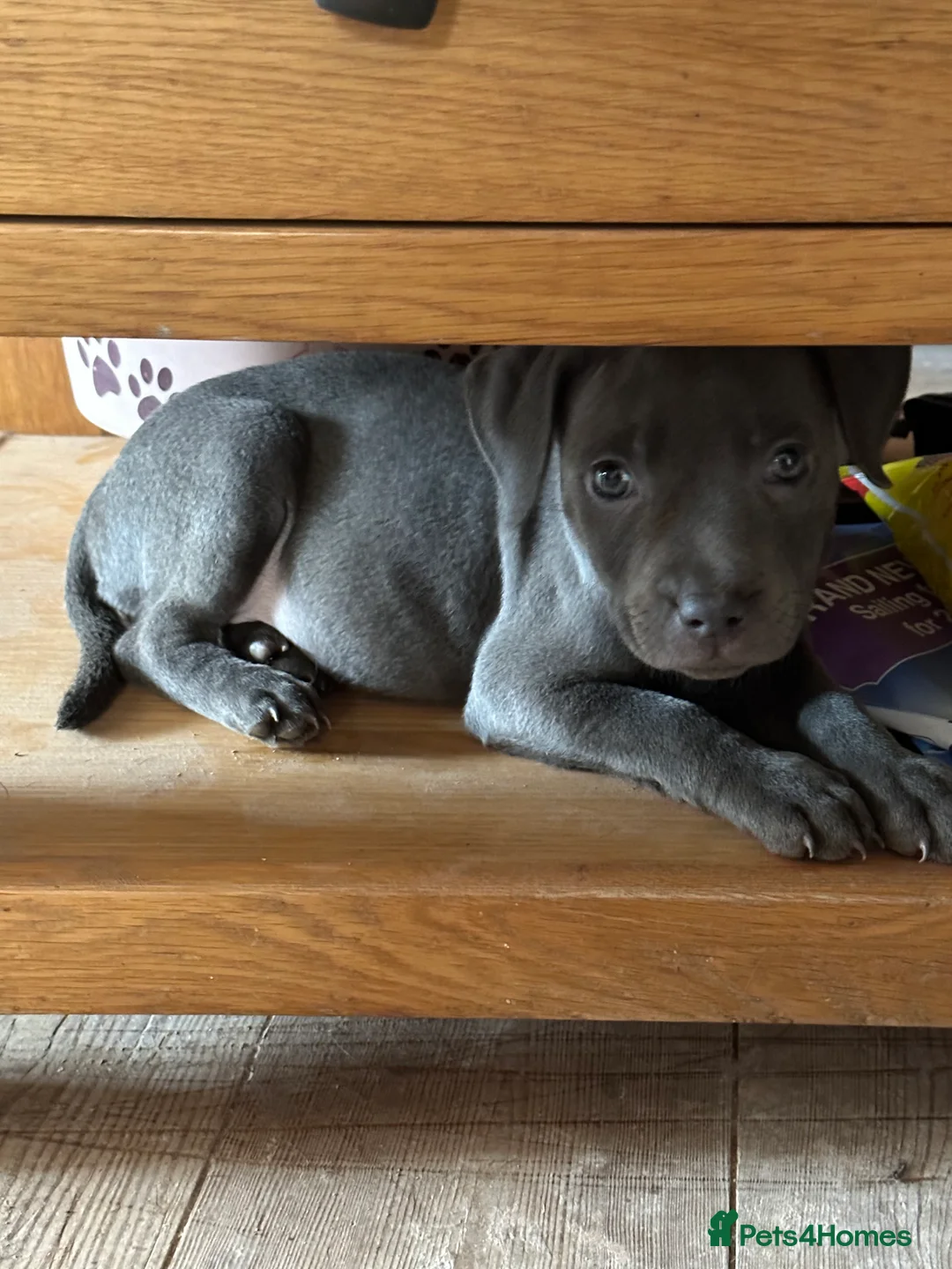 Staffordshire Bull Terrier dogs for stud: STUD.....Blue Siras in Stroud - Advert 9