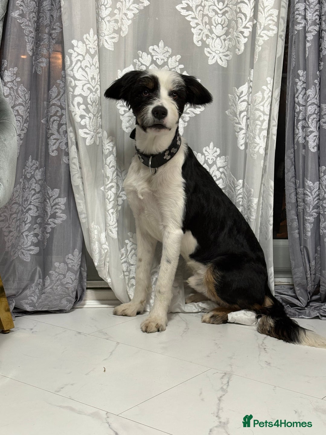 Mixed Breed dogs for stud: Border Collie × Bearded Collie Dog – 1 Year Old - Advert 4