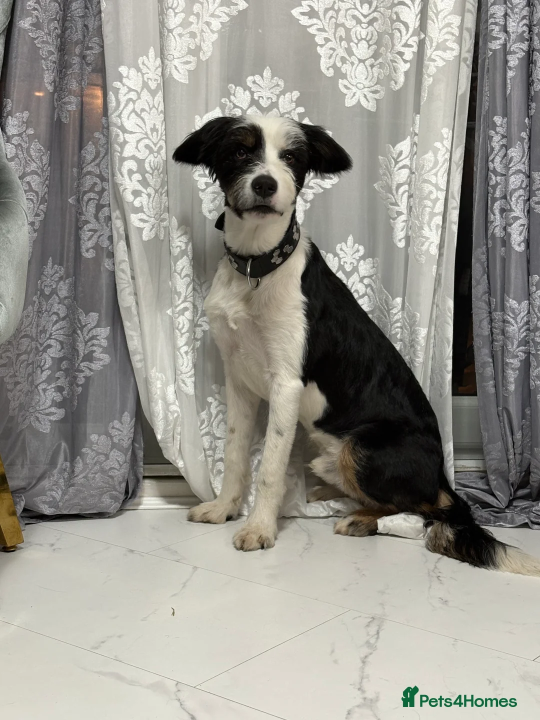 Mixed Breed dogs for stud: Border Collie × Bearded Collie Dog – 1 Year Old - Advert 4