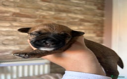Mixed Breed dogs for sale: 3 BEAUTIFUL KING CHARLES X BORDER TERRIER BOYS🐶🩵 - Image 1