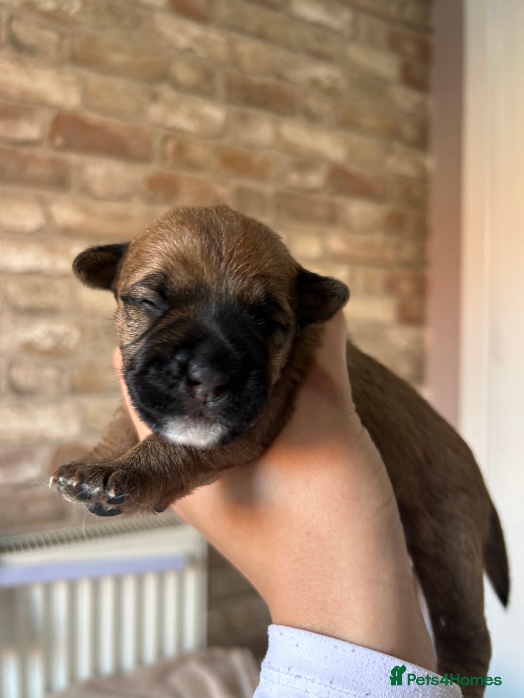 Mixed Breed dogs for sale: 3 BEAUTIFUL KING CHARLES X BORDER TERRIER BOYS🐶🩵 - Image 1