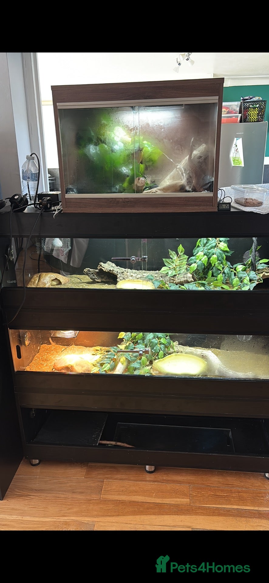 Mixed Breed reptiles for sale: Different reptiles for sale - Advert 2