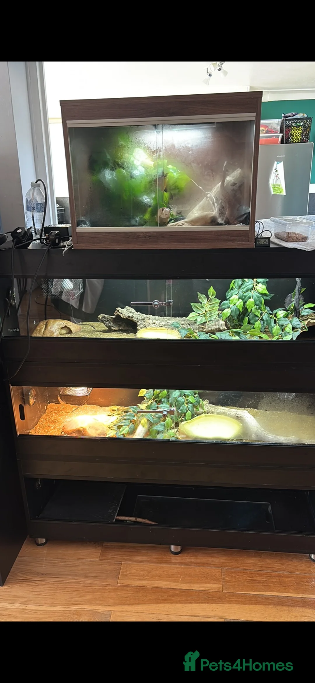 Mixed Breed reptiles for sale: Different reptiles for sale - Advert 1