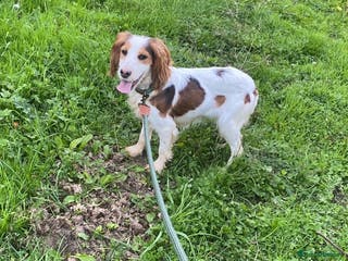 Cocker Spaniel dogs Cocker spaniels boy - Advert 1