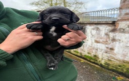 Springador dogs for sale: Lab/spaniel pups  - Image 8