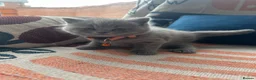 British Shorthair cats for sale: 🏆💫GCCF REGISTERED CHUNKY KITTIES💫🏆 - Advert 39