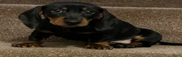 Dachshund dogs for sale: 💙dachshund boy puppies💙 - Advert 5