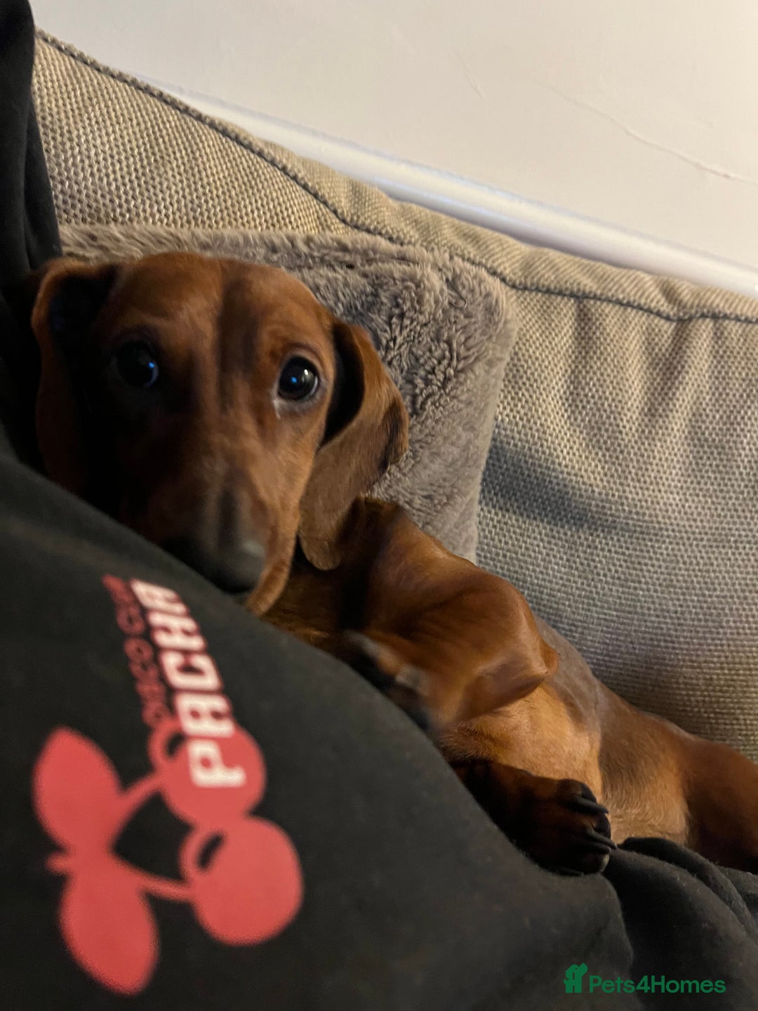 Dachshund dogs for sale: Female Dachshund   - Advert 4