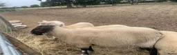Sheep livestock for sale: Suffolk Ram - Advert 13