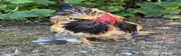 Chickens poultry for sale: Beautiful Bantam Cockerel For Sale in Thatcham - Advert 3