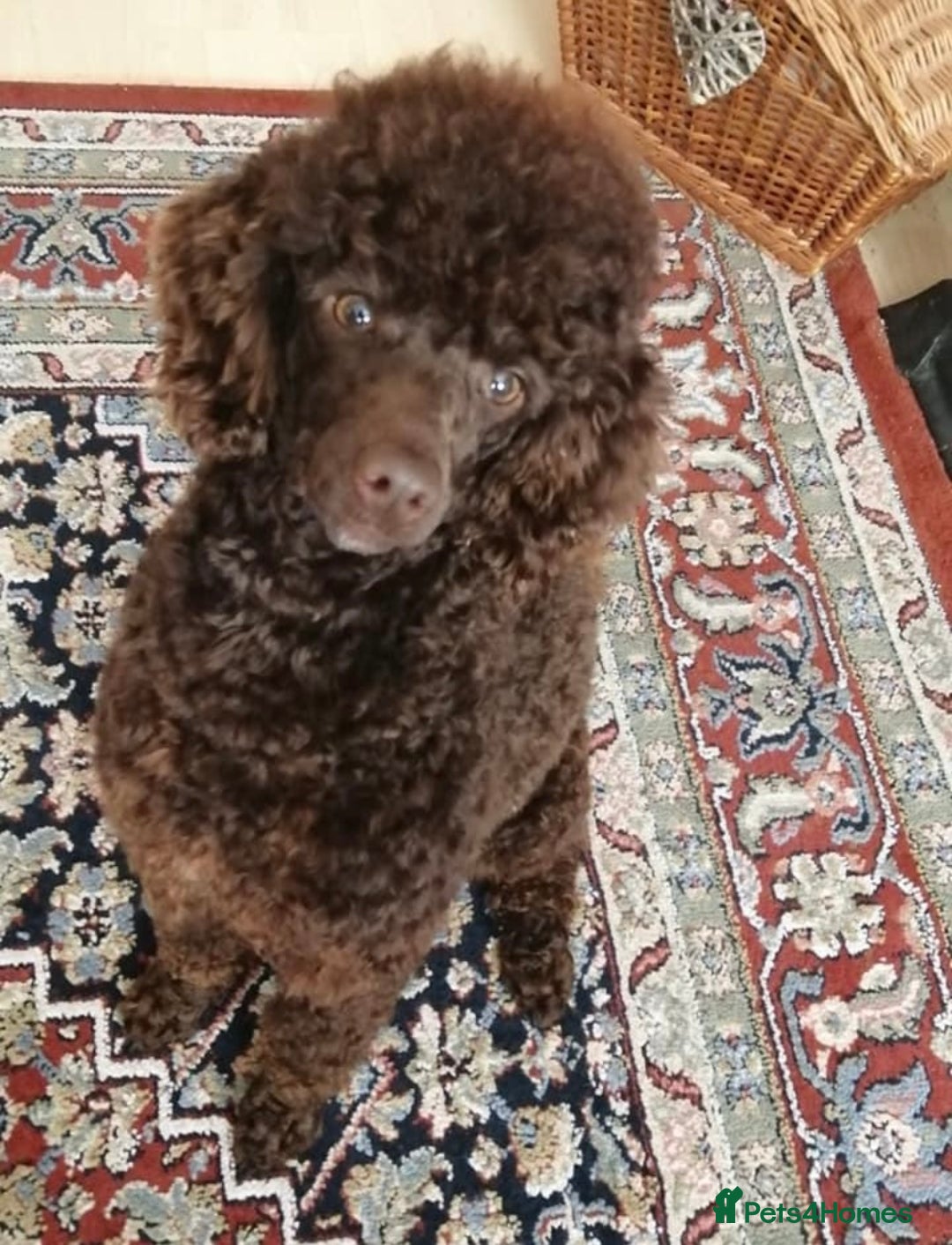 Poodle dogs for sale: Pedigree Poodle Female - Image 3