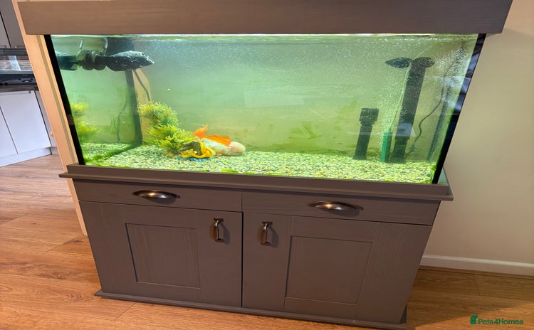 Fancy Goldfish fish - Advert 7