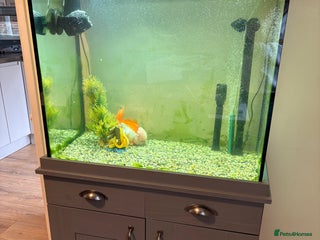 Fancy Goldfish fish - Advert 2