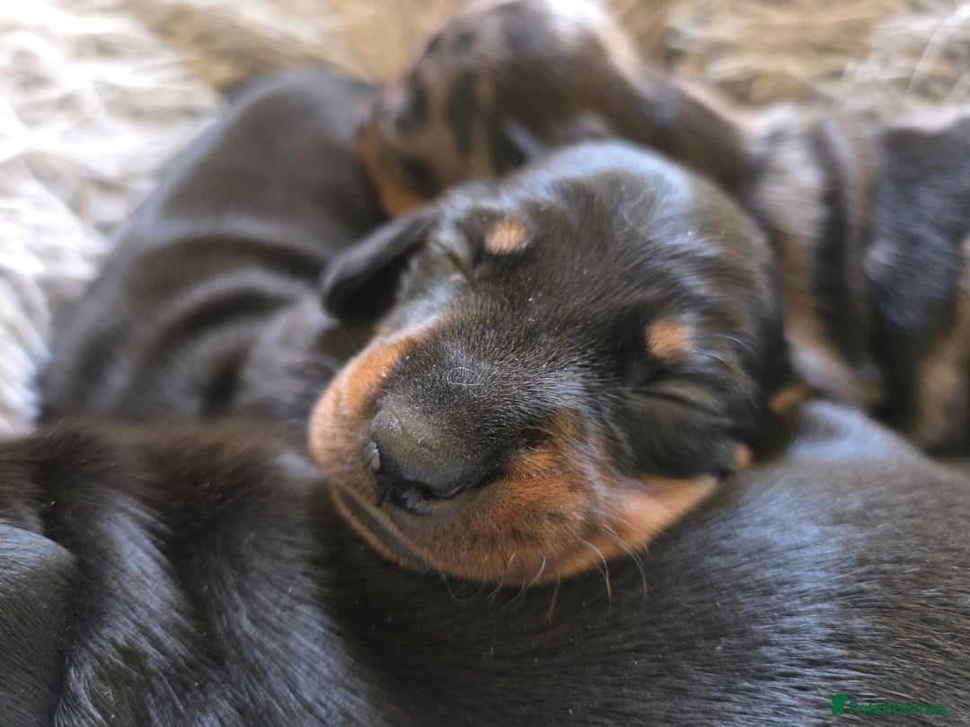 Miniature Dachshund dogs for sale: Beautiful KC black and tan smooth girls - Image 2