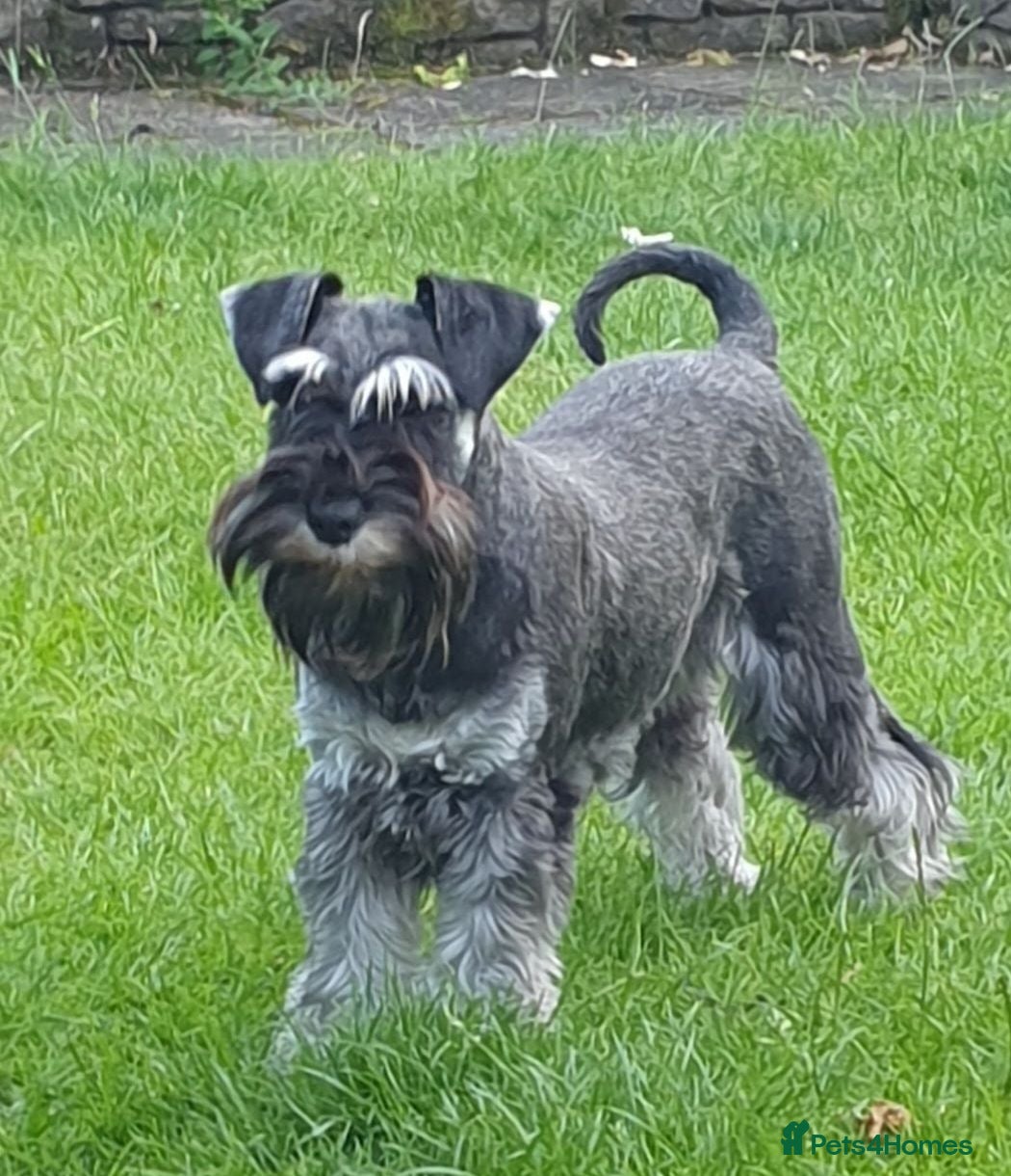 Miniature Schnauzer dogs Miniature Schnauzer Puppies  - Advert 6