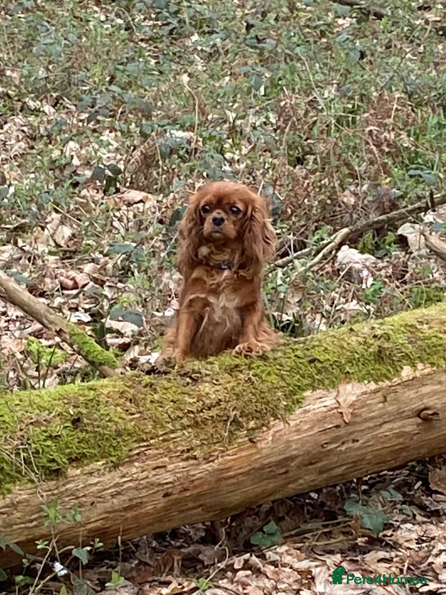 Cavapoo dogs F1 MVD Health Tested Cavapoo Puppies  - Advert 1