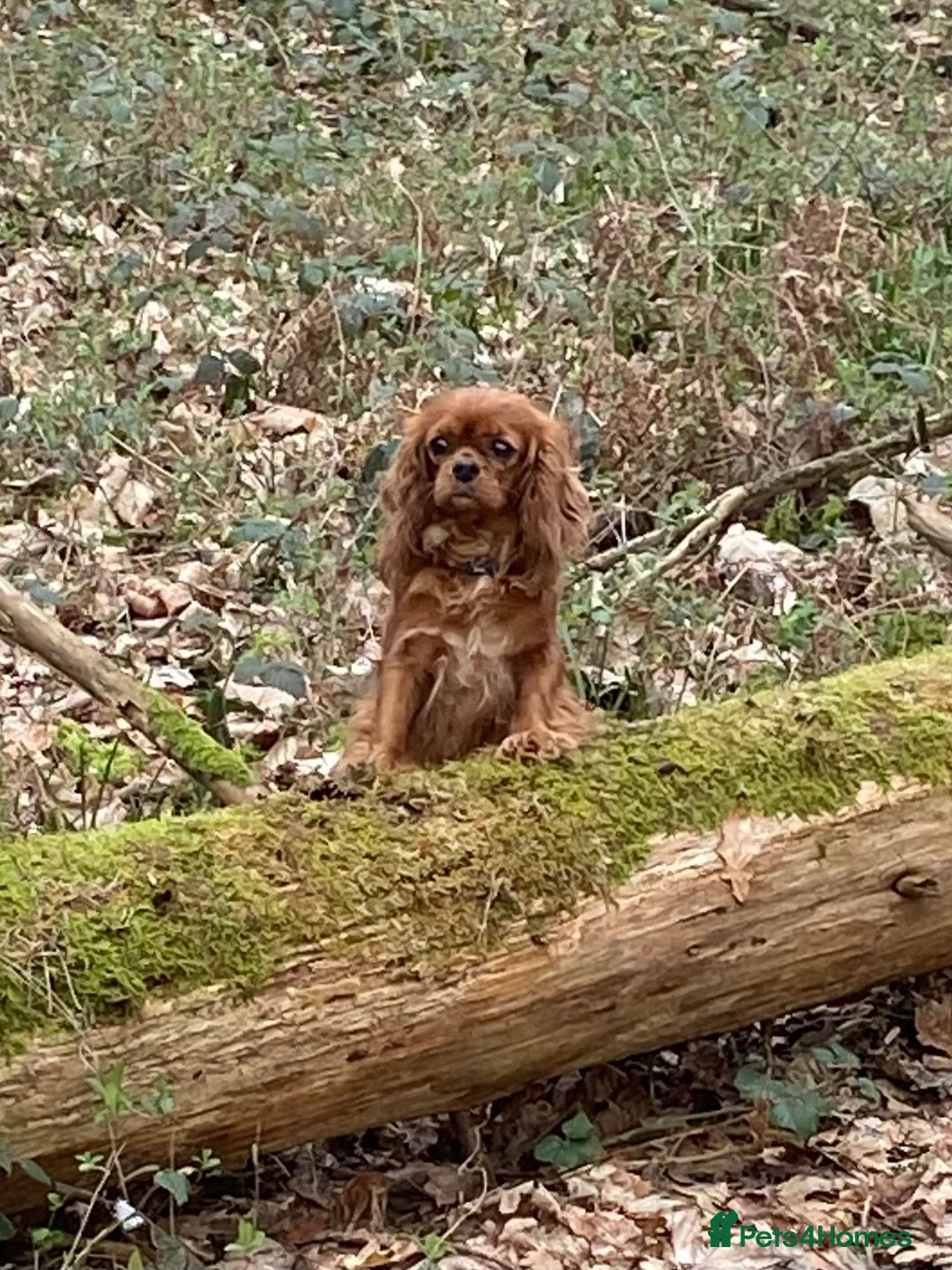 Cavapoo dogs for sale: F1 MVD Health Tested Cavapoo Puppies  - Advert 1