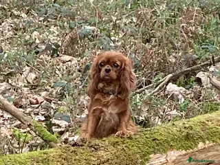 Cavapoo dogs F1 MVD Health Tested Cavapoo Puppies - Advert 1