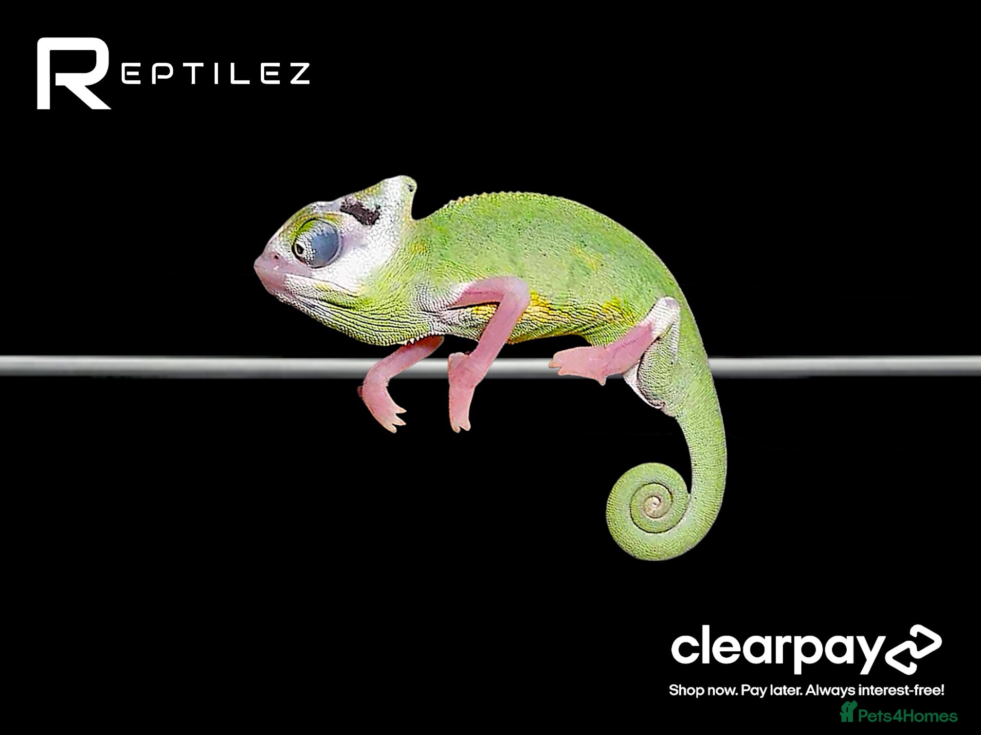 Chameleon reptiles CHAMELEON BABIES - Advert 2