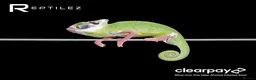 Chameleon reptiles for sale: CHAMELEON BABIES - Advert 1