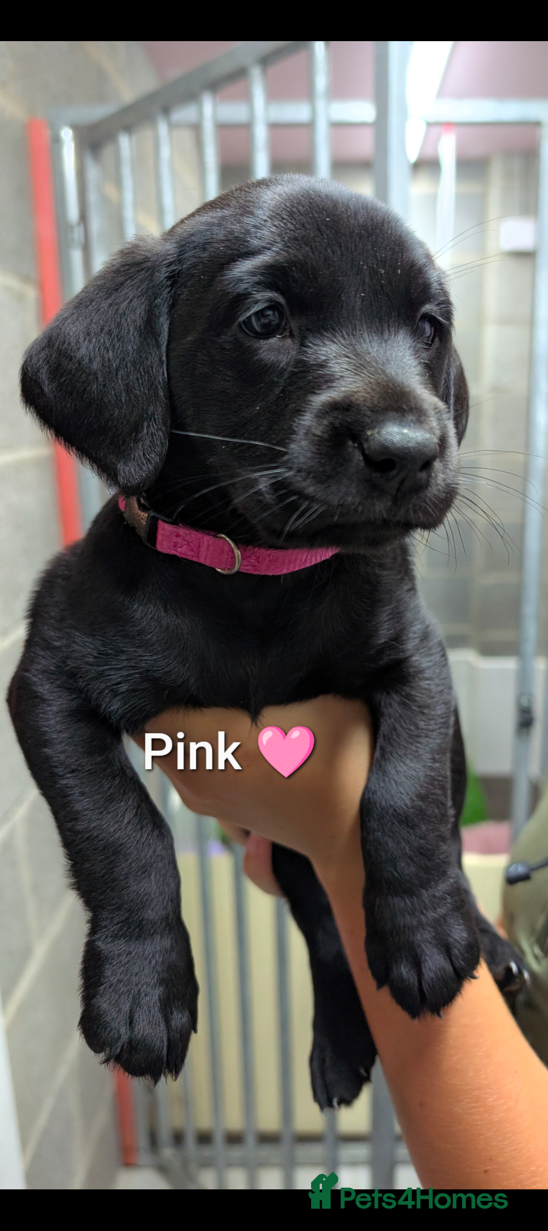 Labrador Retriever dogs for sale: Stunning black KC registered working Labradors  - Image 12