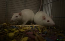 Rat rodents for sale: 2 Female Baby Rats for sale - Image 1