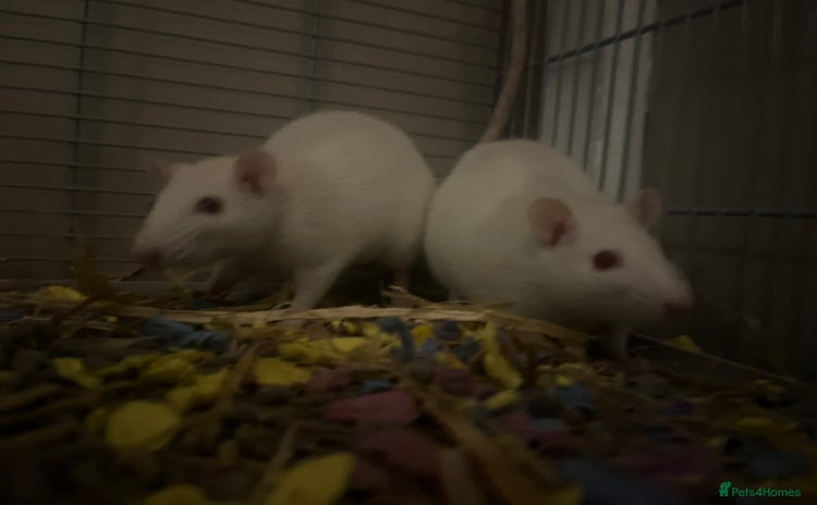 Rat rodents - Advert 14