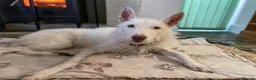 Ibizan Hound dogs for adoption: Babu - Spanish Podenco  in Doncaster - Advert 3