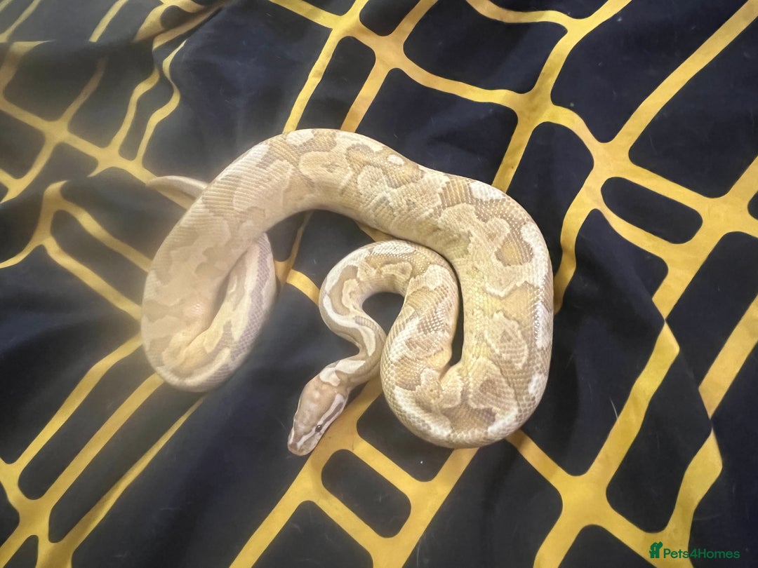 Python Snake reptiles for sale: Snakes w/ full setup - Image 1