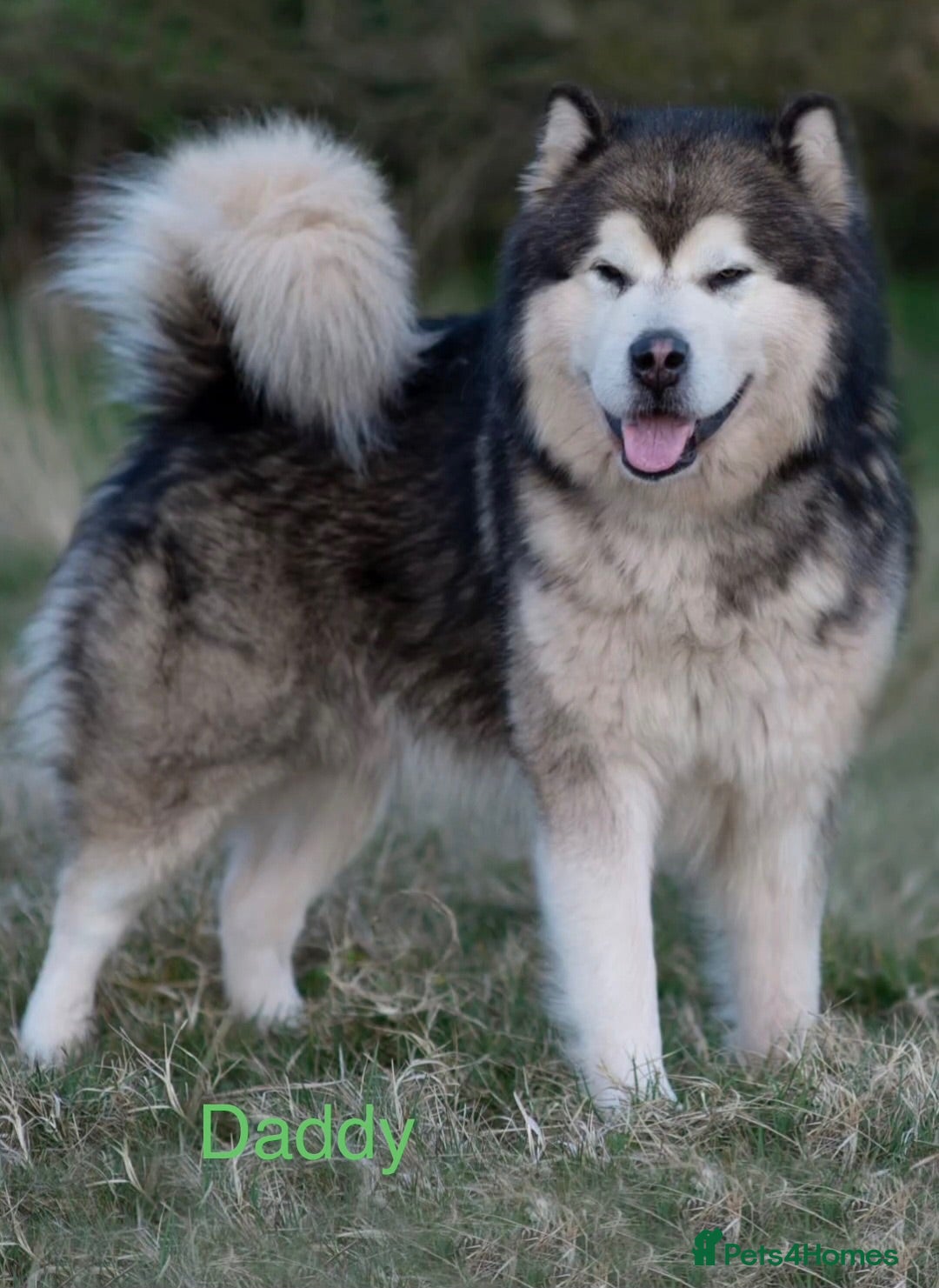 Alaskan Malamute dogs Pedigree Alaskan Malamute puppies  - Advert 2