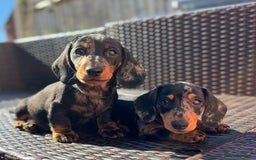 Miniature Dachshund dogs for sale: 🐾Ready to go!!! Reduced KC, Puppies.🐾 - Image 6