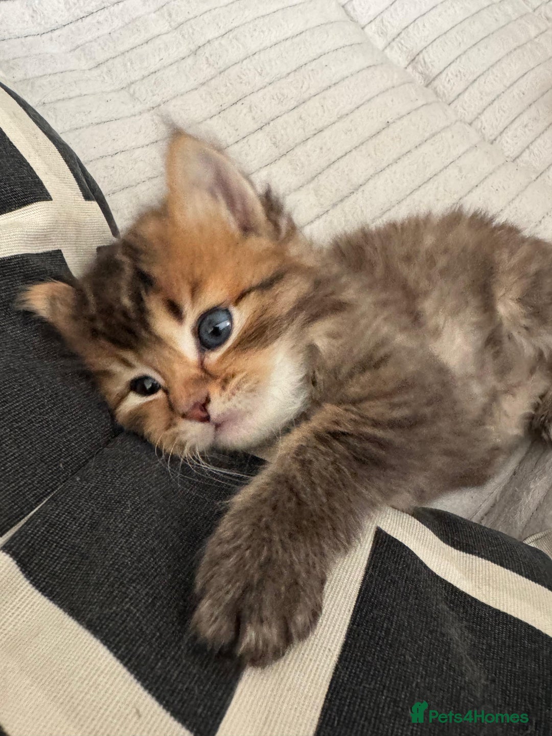 Scottish Fold cats for sale: 5 British Longhair and Scottish Straight kittens  - Image 20