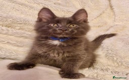 Maine Coon cats for sale: 🌟Ready to leave 4 XL Maine Coons active available - Image 5