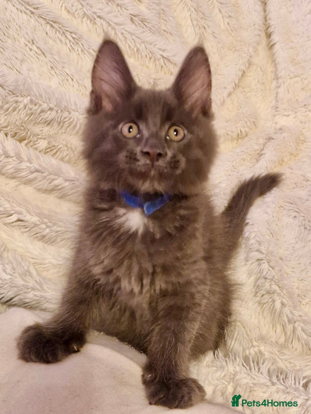 Maine Coon cats for sale: 🌟Ready to leave 4 XL Maine Coons active available - Image 5